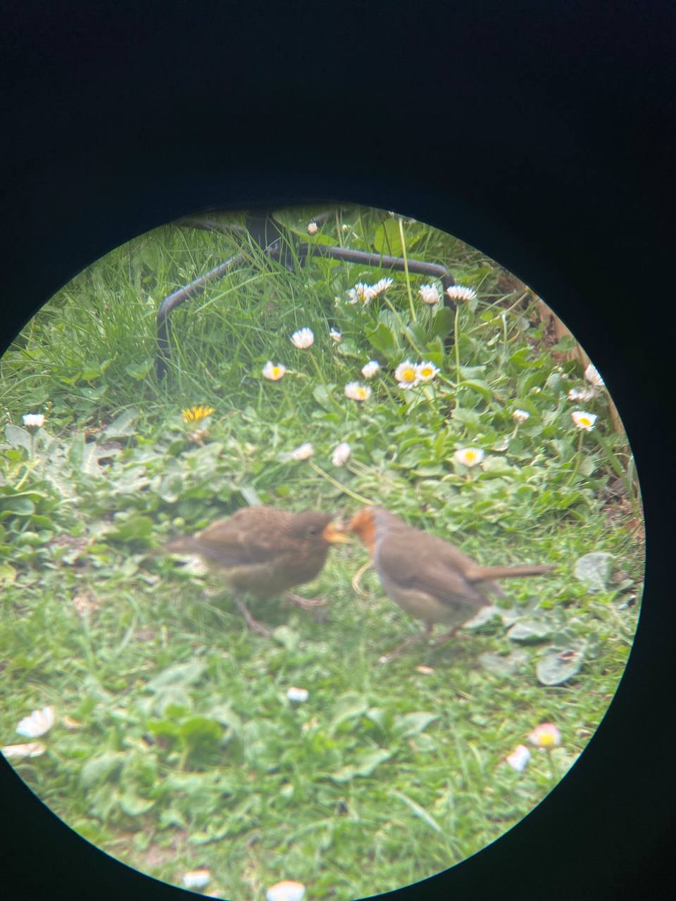 juvenile robin getting fed